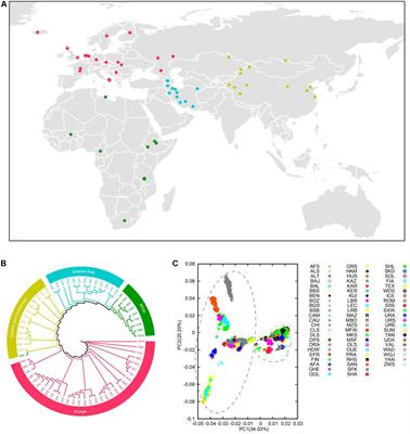 Genome-Wide Detection of Copy Number Variations and Their Association With Distinct Phenotypes in the World’s Sheep